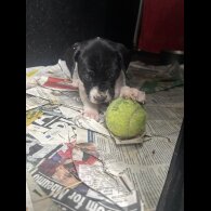 English Pointer - Bitches