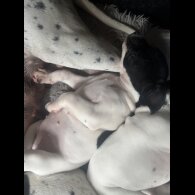 English Pointer - Bitches