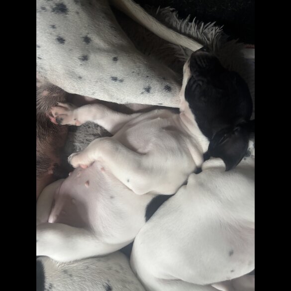 English Pointer - Bitches