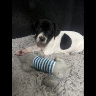 English Pointer - Bitches