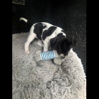 English Pointer - Bitches