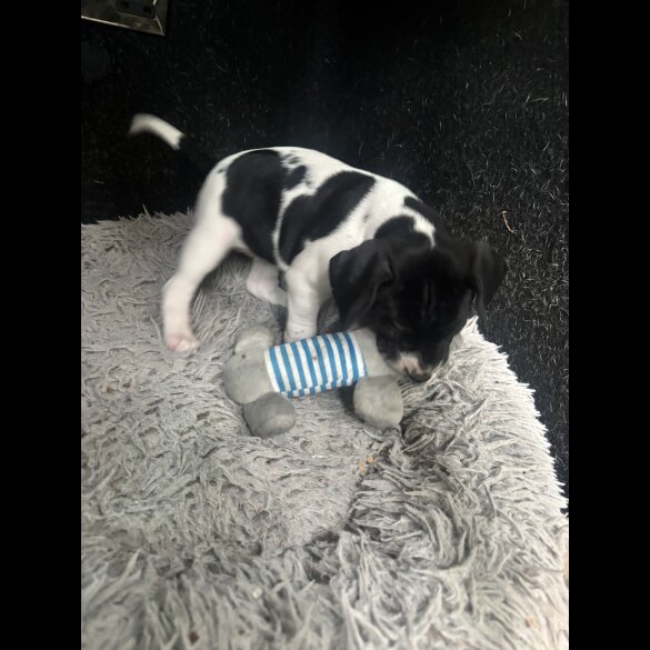 English Pointer - Bitches