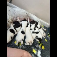 English Springer Spaniel - Bitches