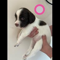 English Springer Spaniel - Bitches