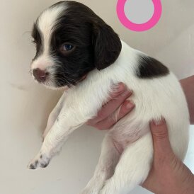 English Springer Spaniel - Bitches