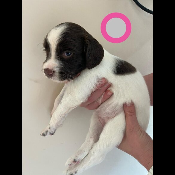 English Springer Spaniel - Bitches