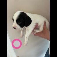 English Springer Spaniel - Bitches