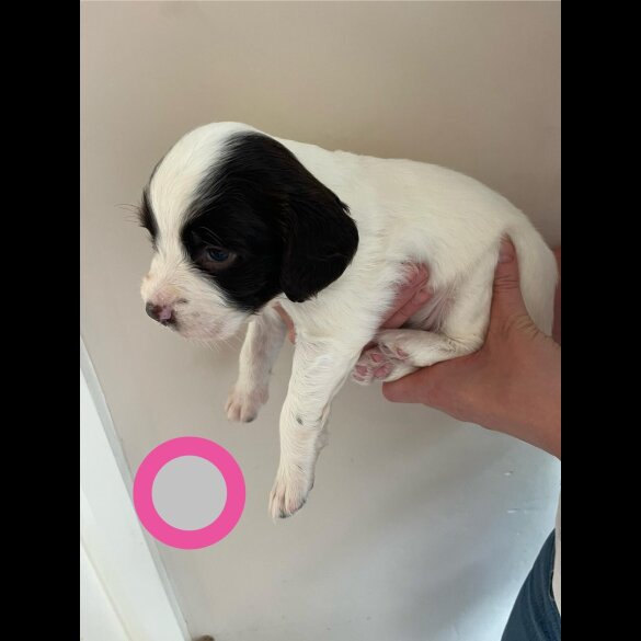 English Springer Spaniel - Bitches