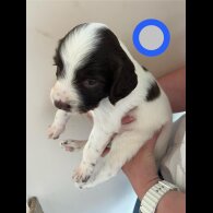 English Springer Spaniel - Bitches