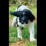 English Springer Spaniel - Dogs