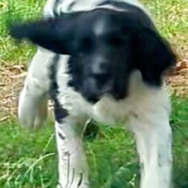 English Springer Spaniel - Dogs