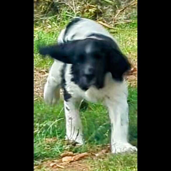 English Springer Spaniel - Dogs