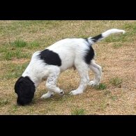 English Springer Spaniel - Dogs