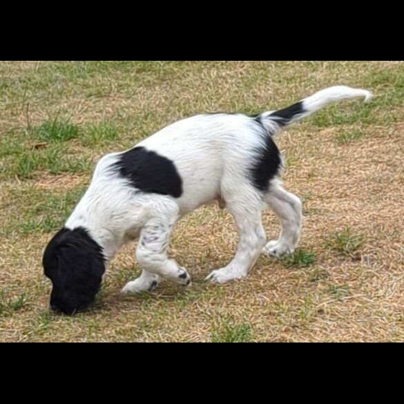 English Springer Spaniel - Dogs