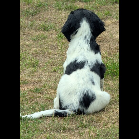 English Springer Spaniel - Dogs