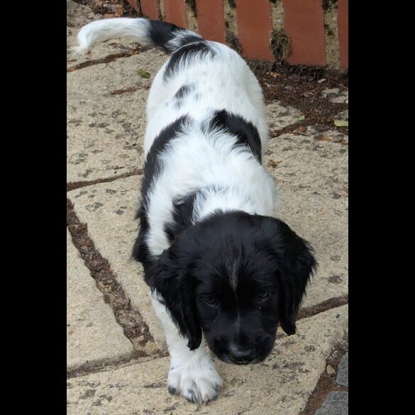 English Springer Spaniel - Dogs