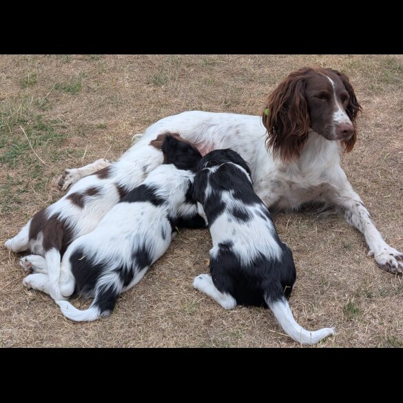 English Springer Spaniel - Dogs