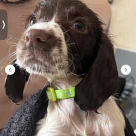 English Springer Spaniel - Dogs