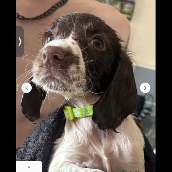 English Springer Spaniel - Dogs