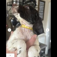 English Springer Spaniel - Dogs