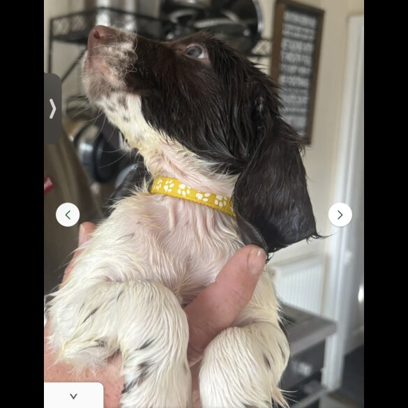 English Springer Spaniel - Dogs