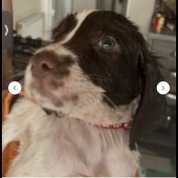English Springer Spaniel - Dogs