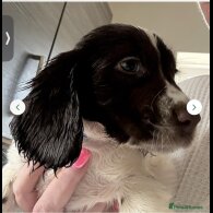 English Springer Spaniel - Dogs