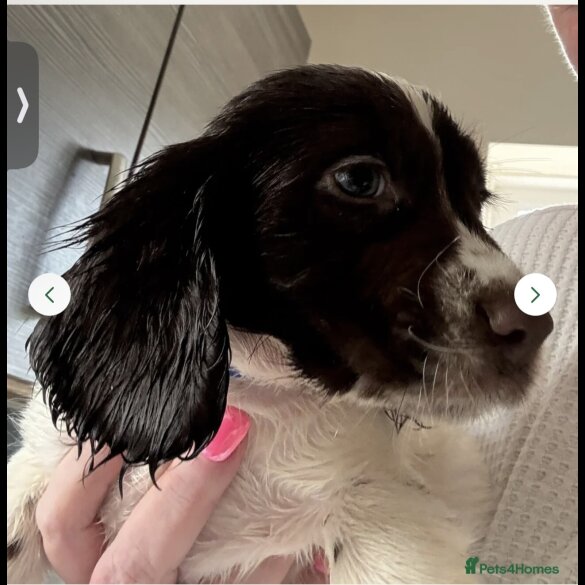 English Springer Spaniel - Dogs