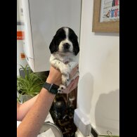 English Springer Spaniel - Both