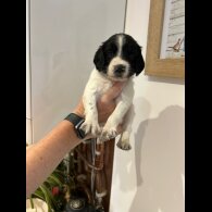 English Springer Spaniel - Both