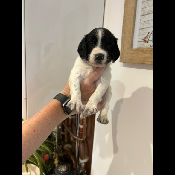 English Springer Spaniel - Both