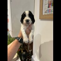 English Springer Spaniel - Both