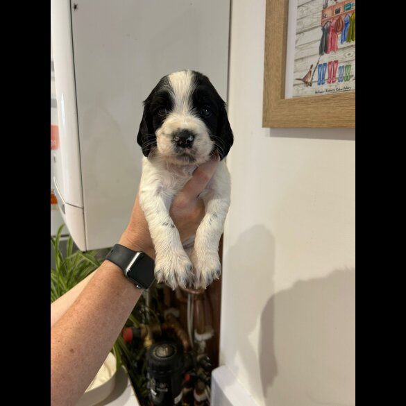 English Springer Spaniel - Both