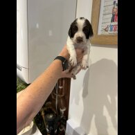 English Springer Spaniel - Both