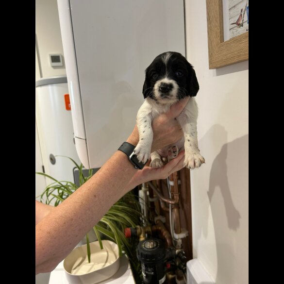 English Springer Spaniel - Both