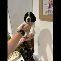 English Springer Spaniel - Both