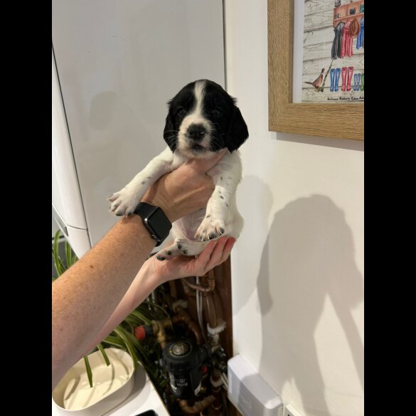 English Springer Spaniel - Both