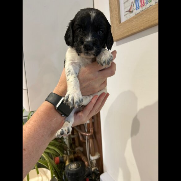 English Springer Spaniel - Both