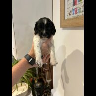 English Springer Spaniel - Both