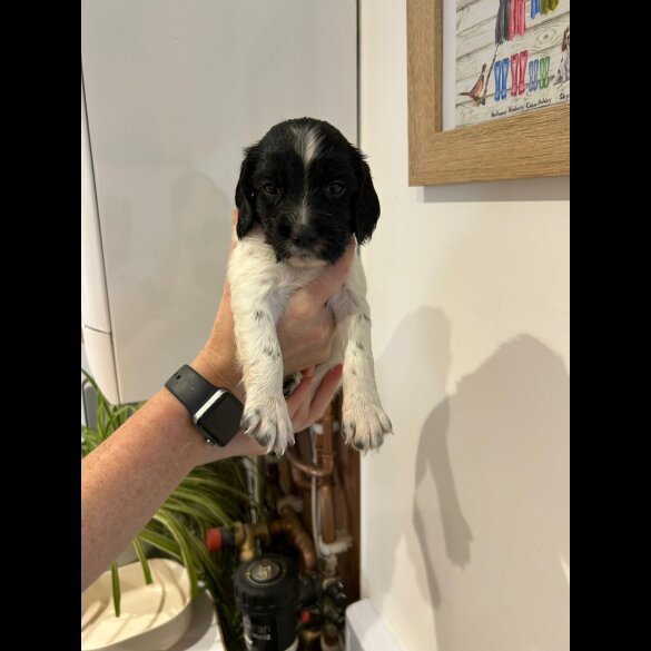 English Springer Spaniel - Both