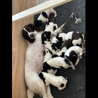 English Springer Spaniel - Both