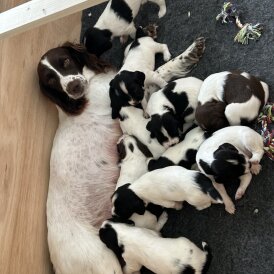 English Springer Spaniel - Both