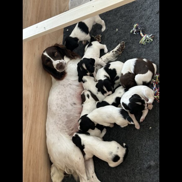 English Springer Spaniel - Both