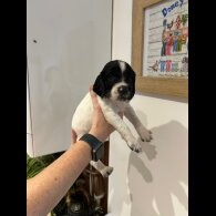 English Springer Spaniel - Both