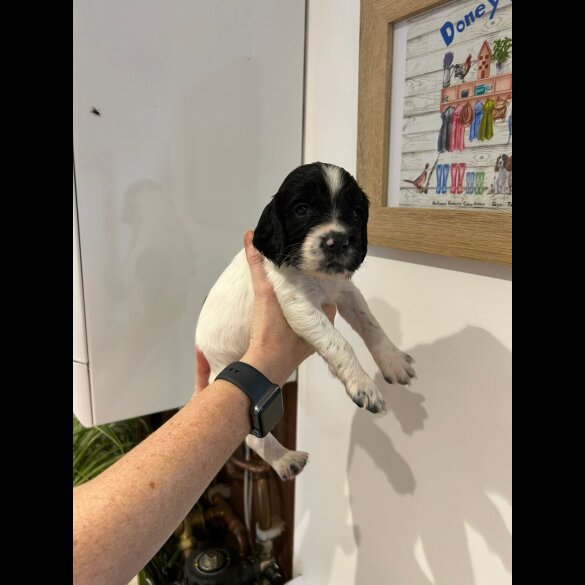 English Springer Spaniel - Both