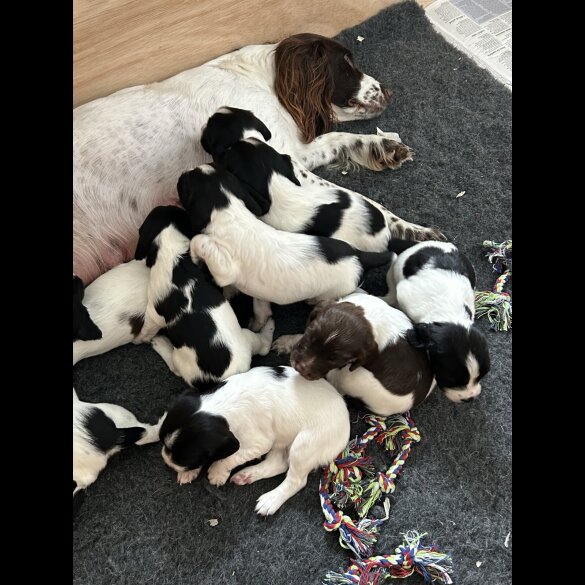 English Springer Spaniel - Both