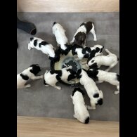English Springer Spaniel - Both
