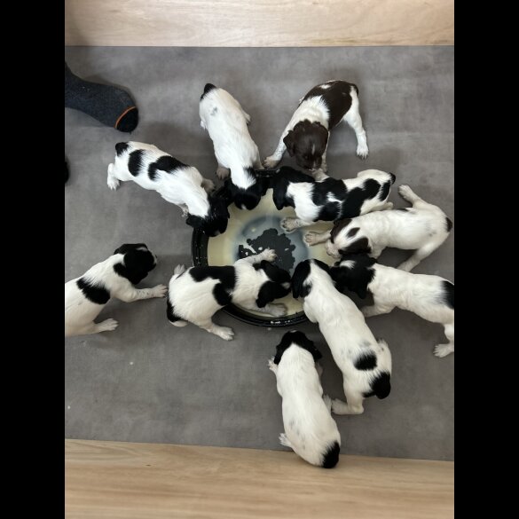 English Springer Spaniel - Both