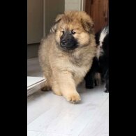 Eurasier - Both