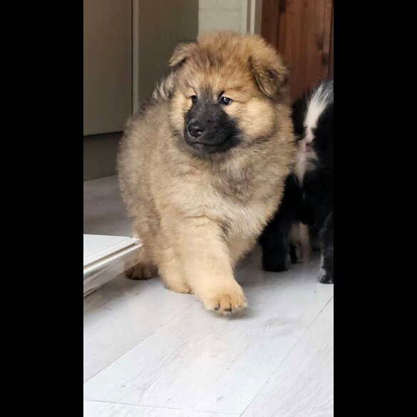 Eurasier - Both